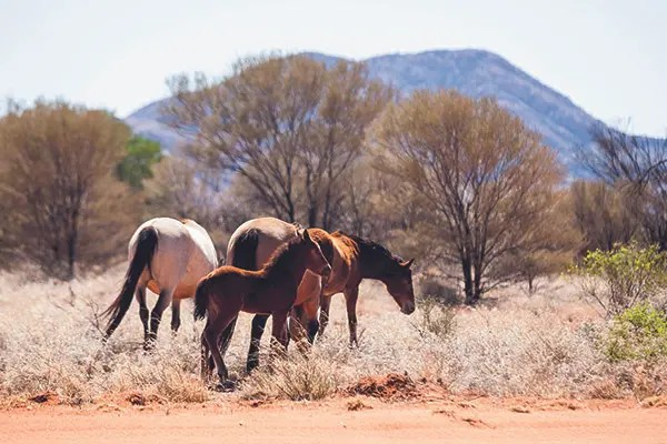 Great Central Road (GCR) Guide: Laverton to Yulara